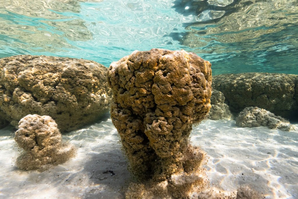 Stromatolites-026