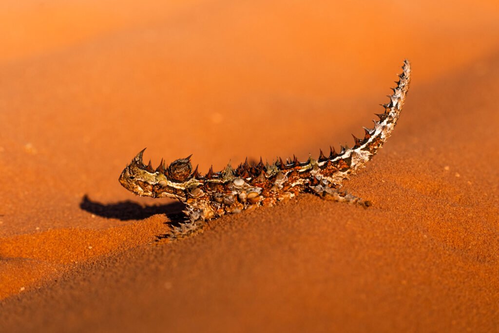 Thorny Devil on the Red sands of Francois Peron National Park